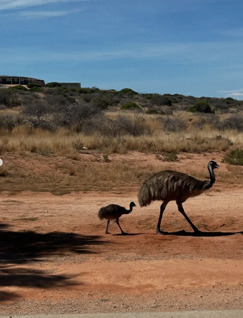 South Peron: Coastal Dunes, Cliffs, and Wildlife Escape