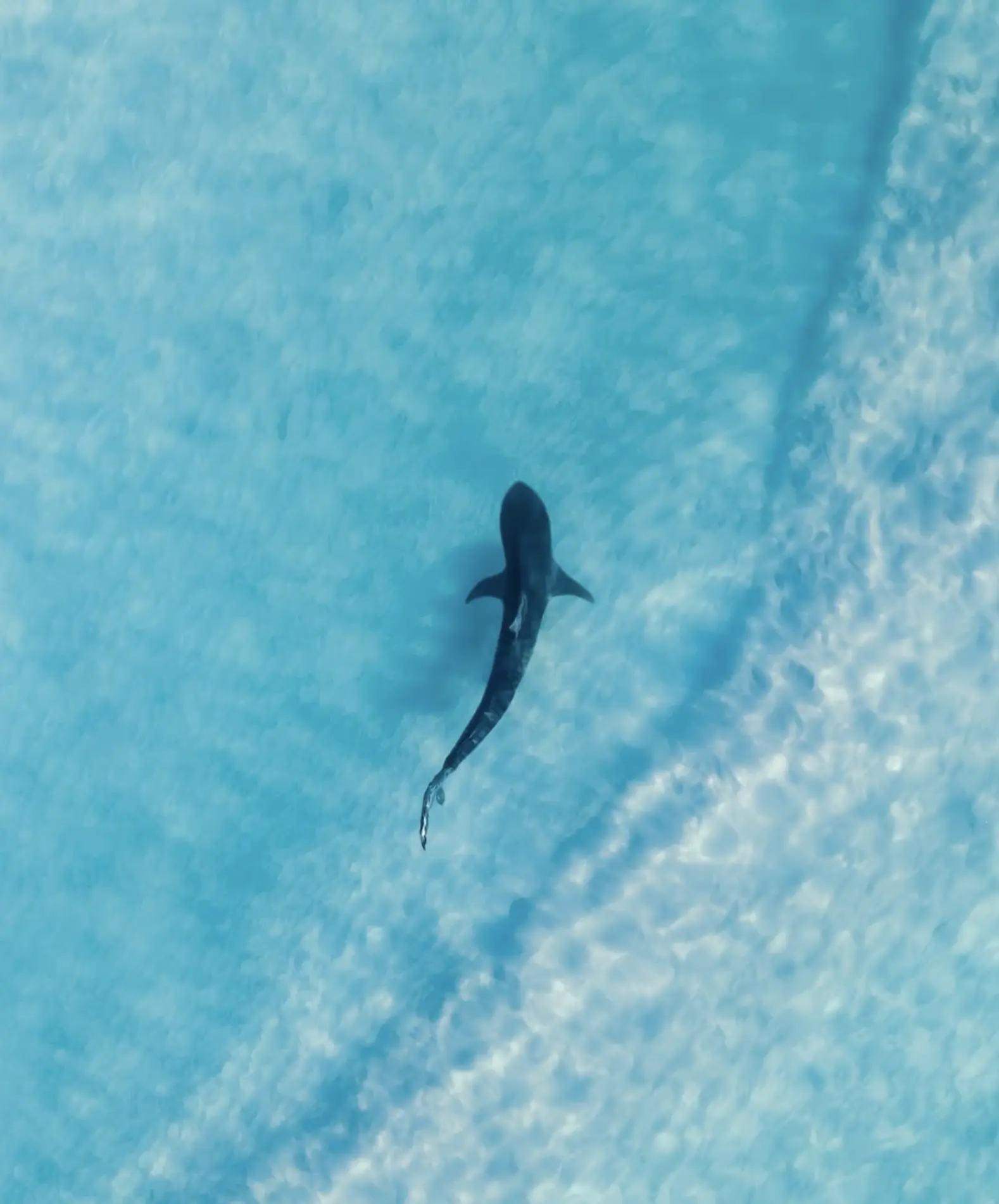 Whale Shark Tours