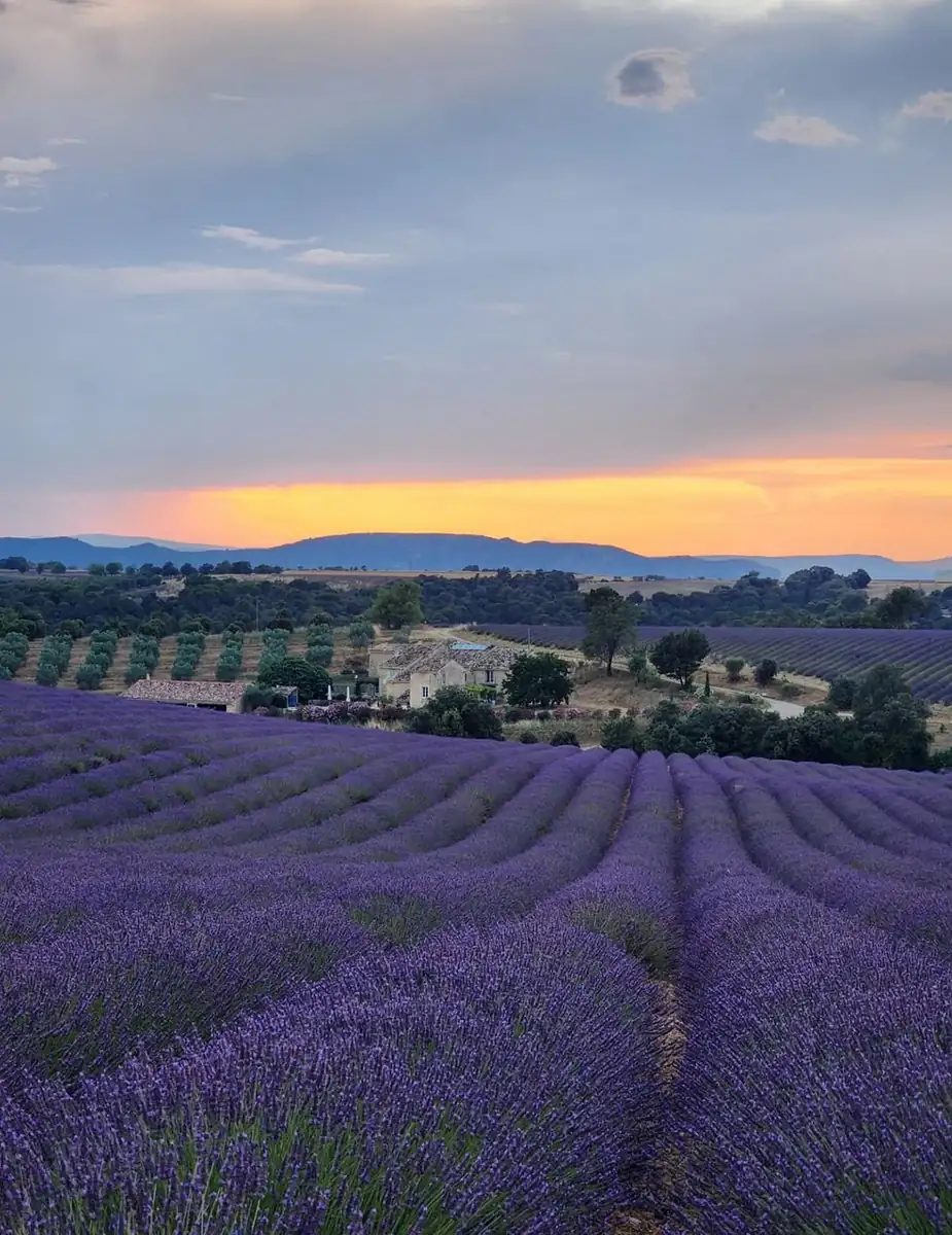 Food, Tea & Lavender - A Pretty Good Combo