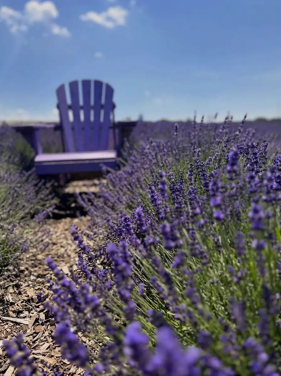 How The Season Unfolds From Spring To Mid-Summer