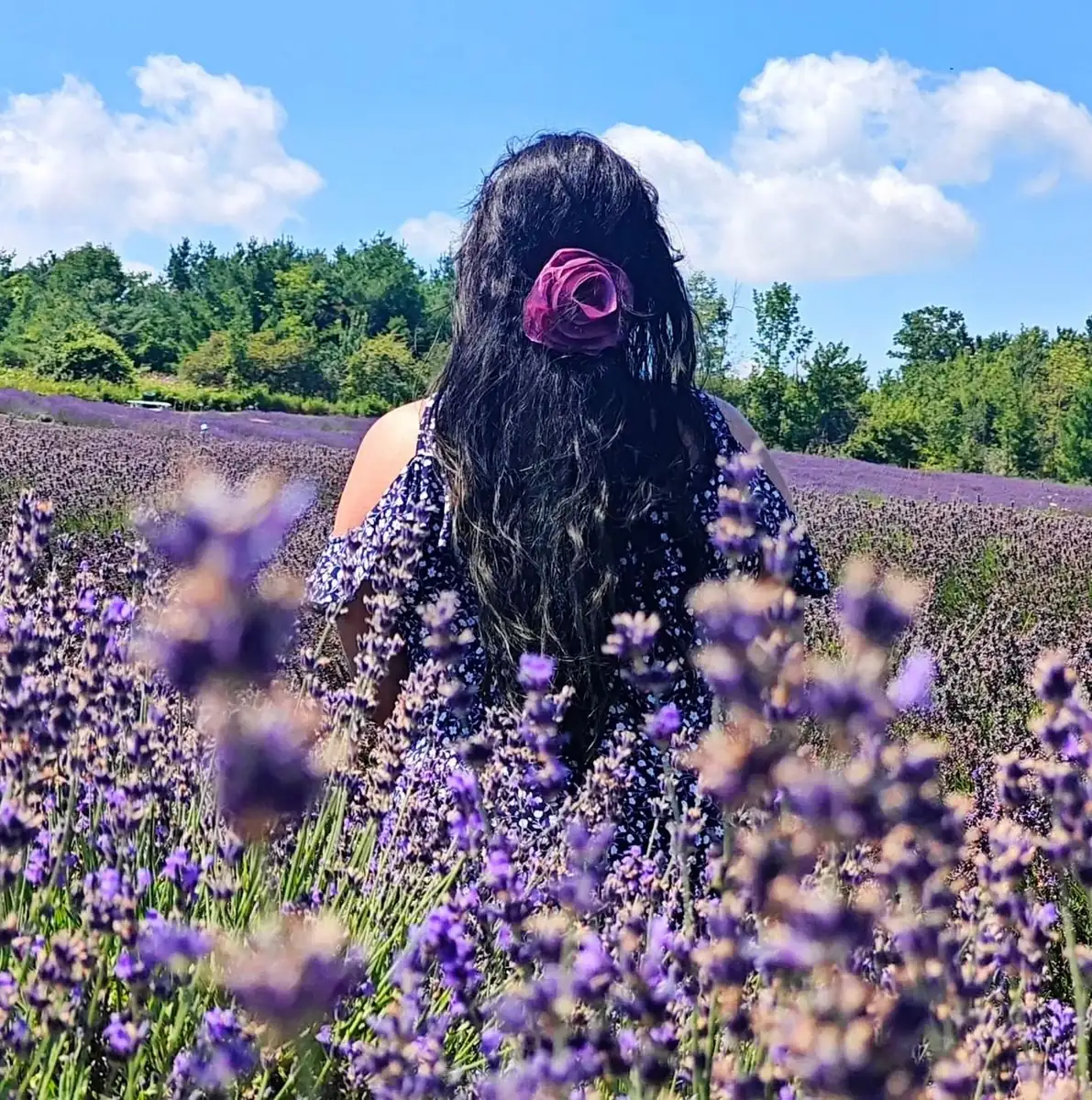 When Does the Lavender Bloom