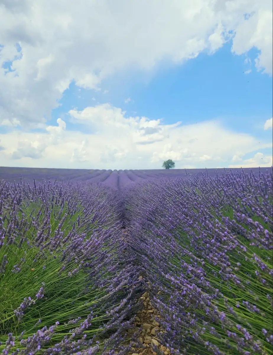 Why Some Lavender Seasons Are Better